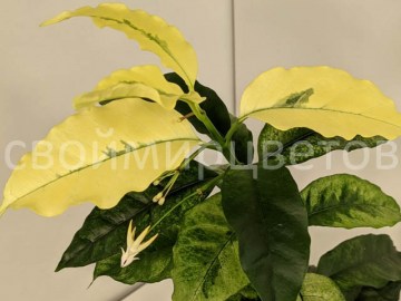 Хойя Multiflora variegata